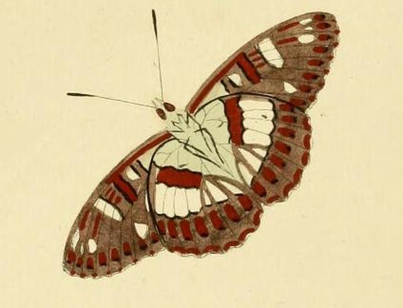 Limenitis camilla ill1