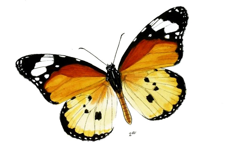 LimnasAlcippoidesF 9 2a