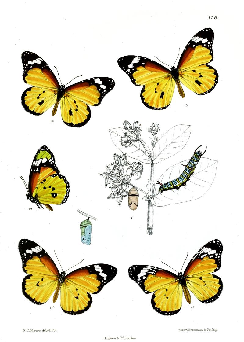 LimnasChrysippus 8