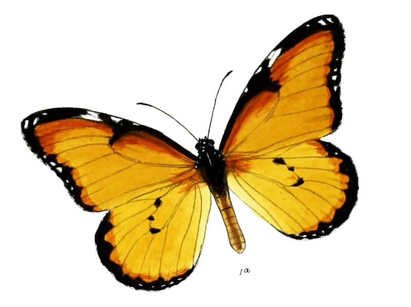LimnasKlugiiF 9 1a