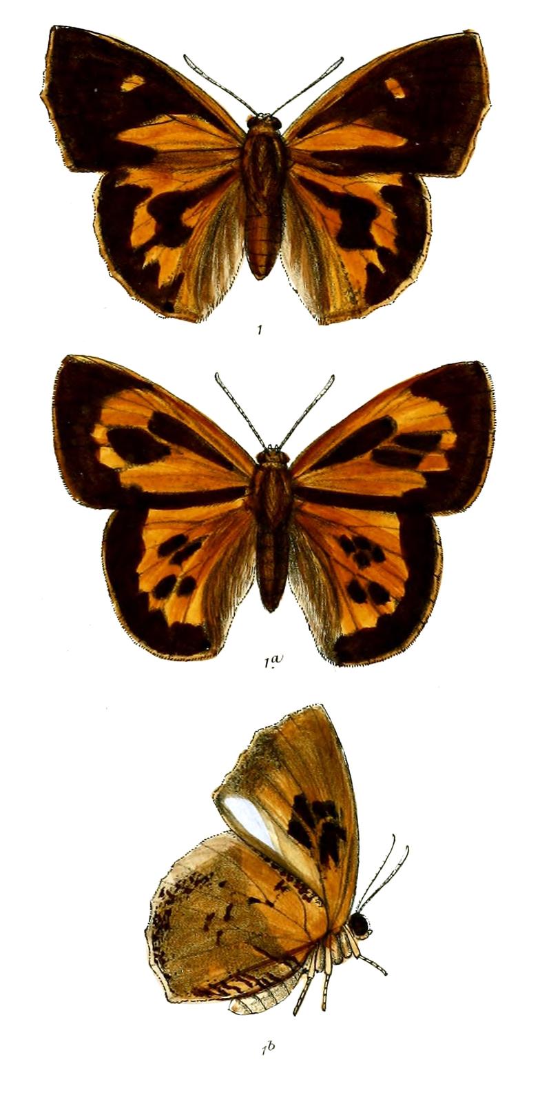 LiphyraBrassolis 701 1