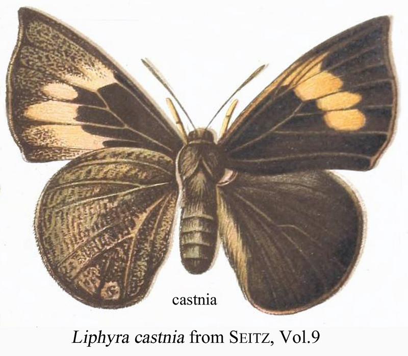 Liphyra castnia in Seitz, Gross-Schmetterlinge Erde