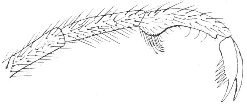 Liponeura cinerascens anterior tarsus segments Bezzi 1913, p102