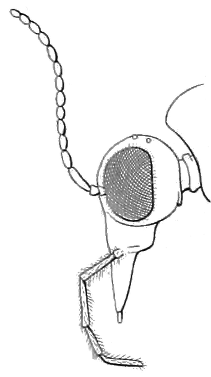 Liponeura cinerascens head sideview Loew 1844, plate I, fig 7