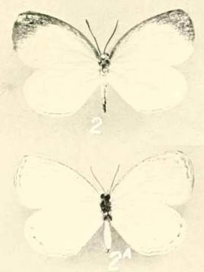 Liptena augusta