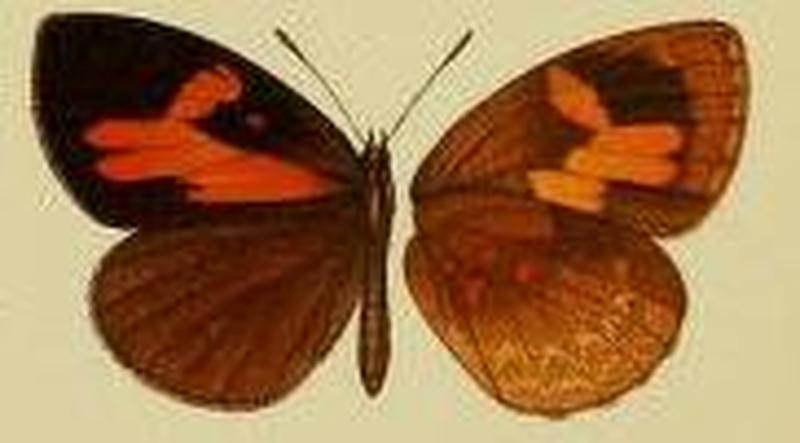 Liptena daemon f