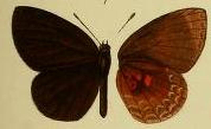 Liptena daemon m