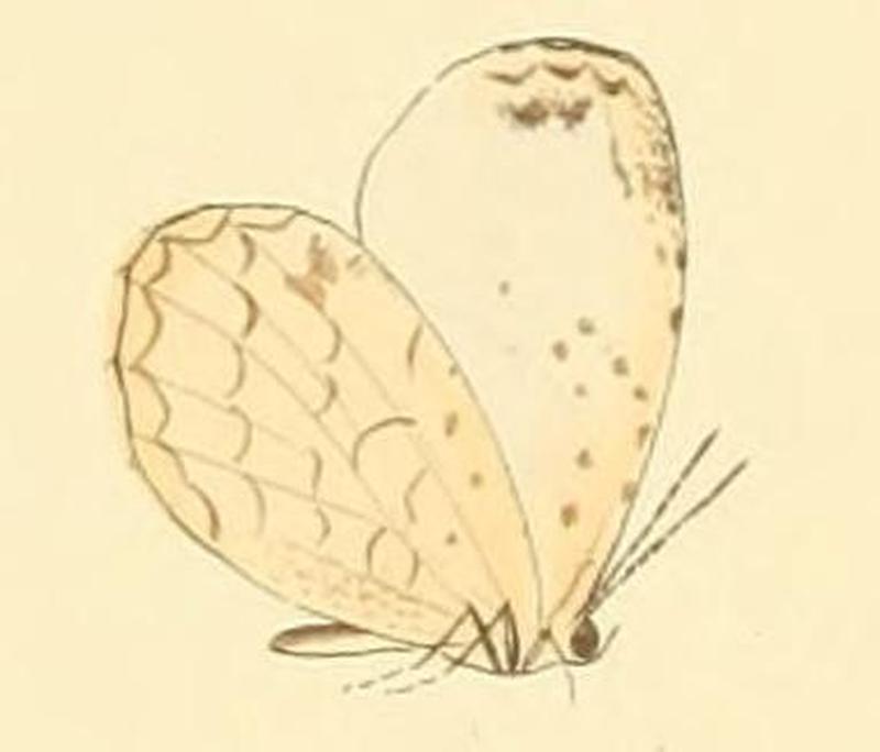 Liptena undularis