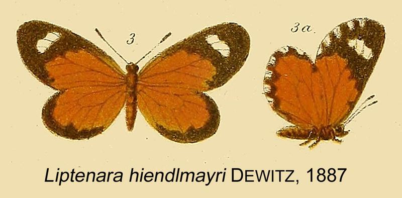 Liptenara hiendlmayri from original description