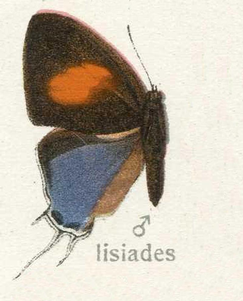 Suasa lisides Lycaenidae