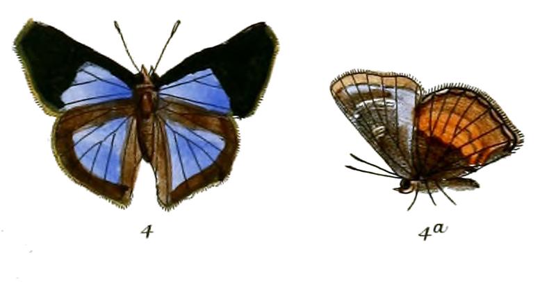 ListeriaDudgeonii 705 4 Fitch