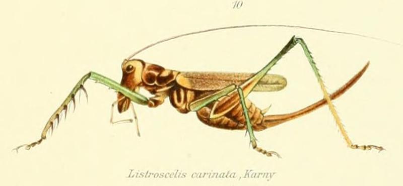 Listroscelis carinata Karny, 1907