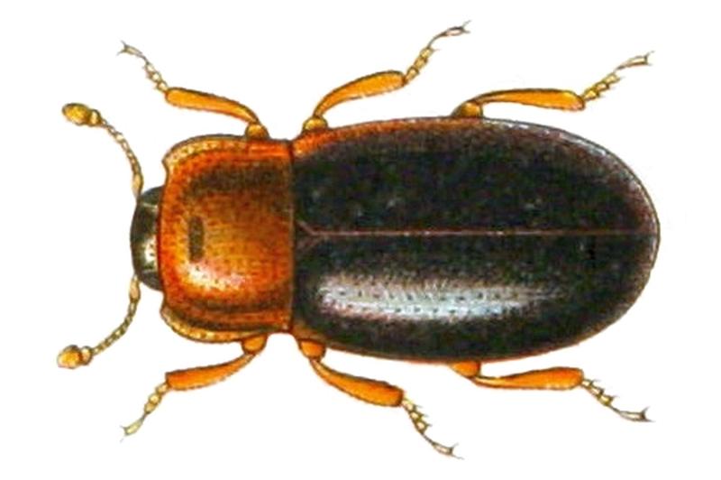 Lithophilus connatus