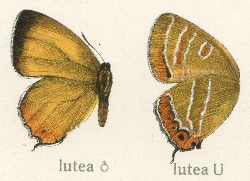 Prosotas lutea Lycaenidae