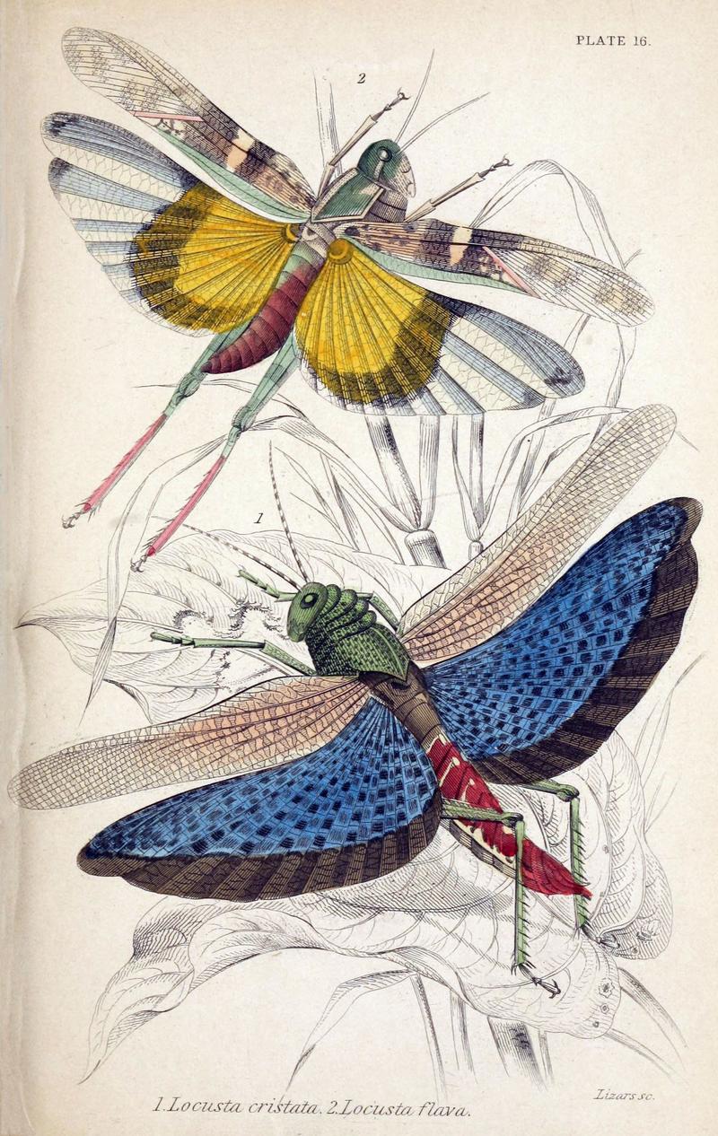 Locusta Cristata and Locusta Flava (Jardine Naturalist's library Entomology, Plate 16)