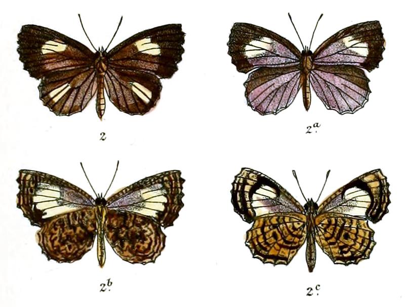 Logania watsoniana