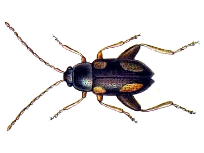 Longitarsus quadriguttatus