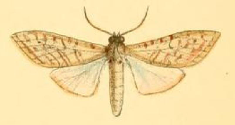 Lophocampa aenone