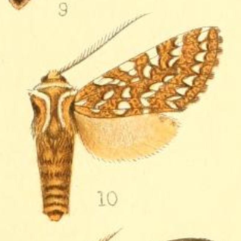 Lophocampa andensis