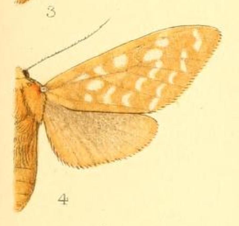 Lophocampa bicolor