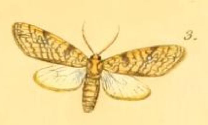 Lophocampa catenulata