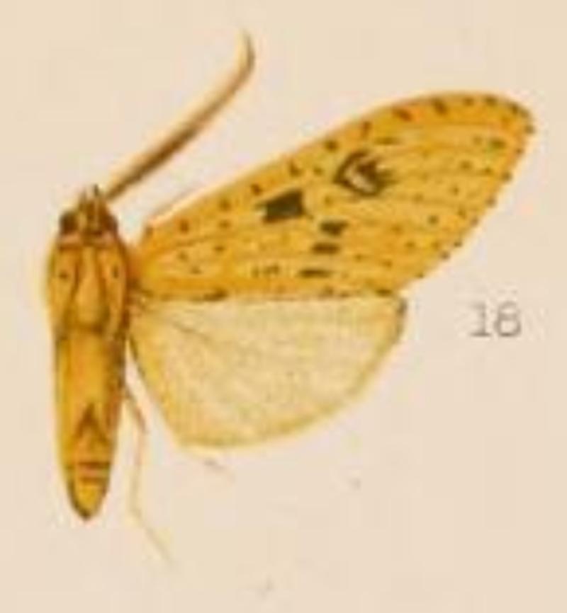 Lophocampa dognini