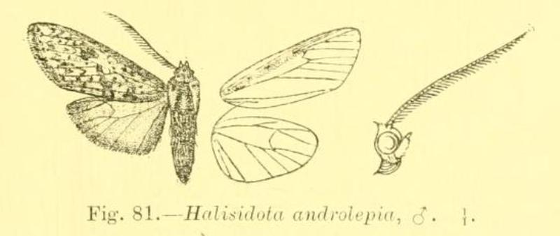 Lophocampa endrolepia