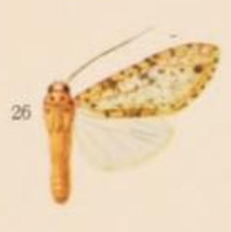 Lophocampa endrolepia - female