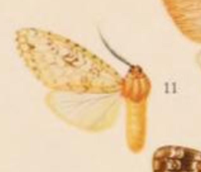 Lophocampa endrolepia - male