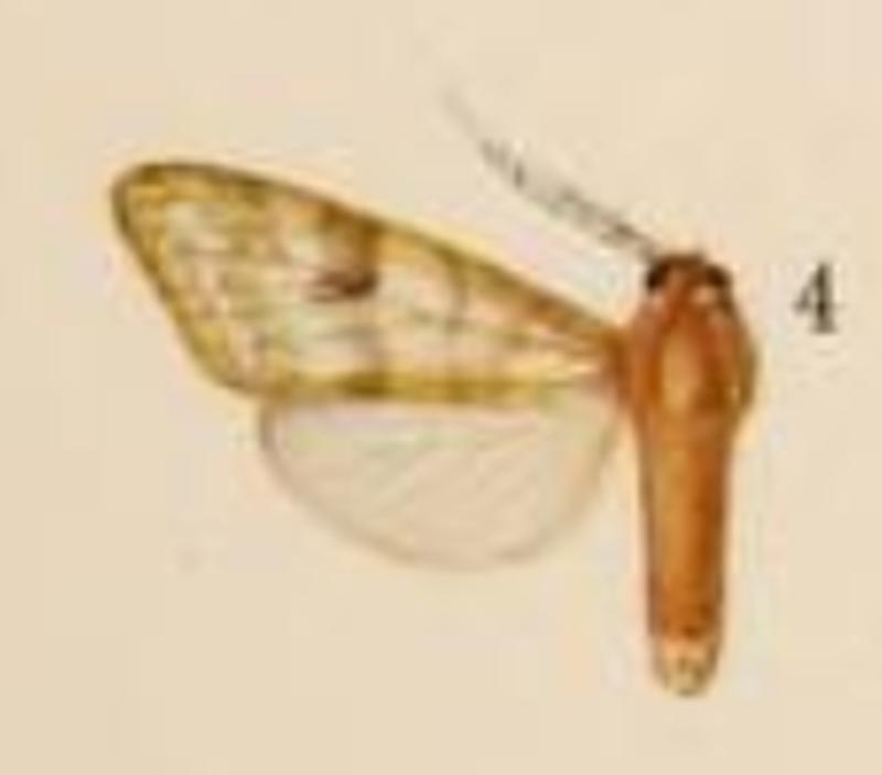 Lophocampa fasciata