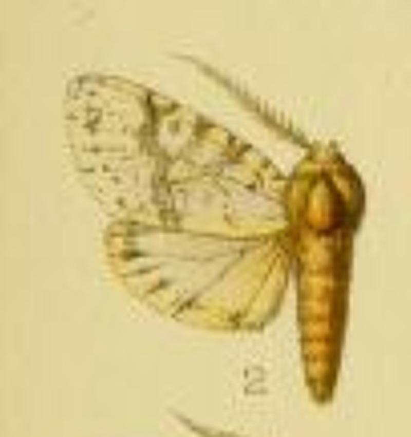 Lophocampa grotei