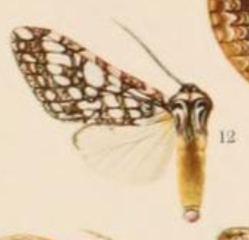 Lophocampa hyalinipuncta