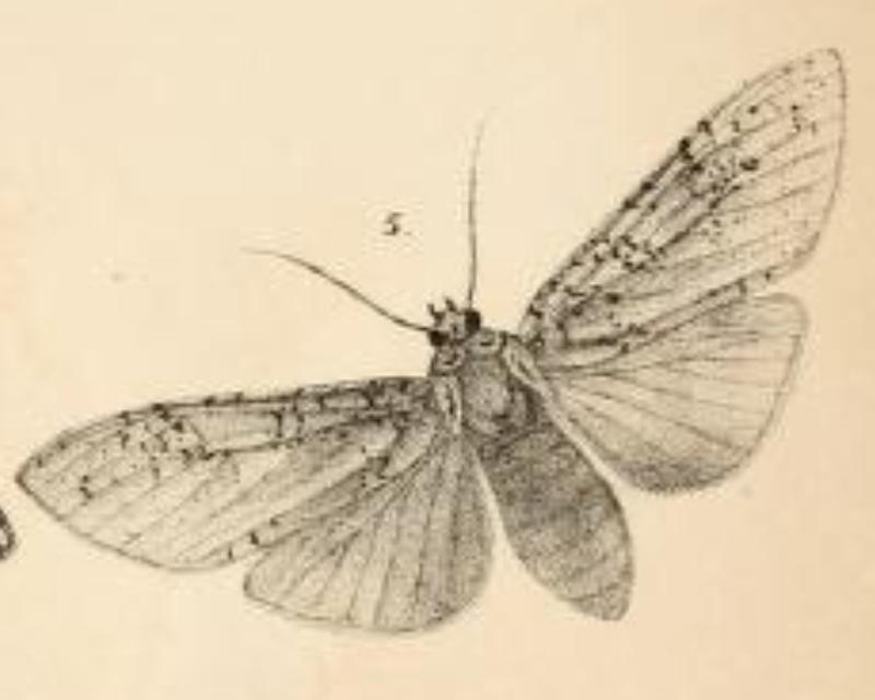 Lophocampa luxa