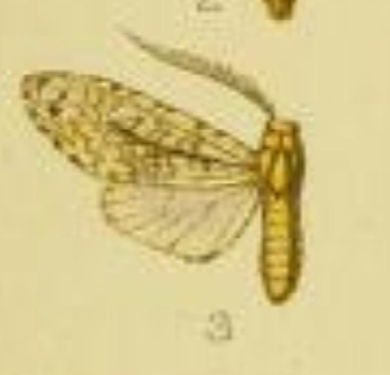 Lophocampa maroniensis