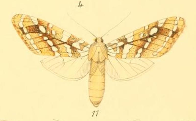 Lophocampa mixta