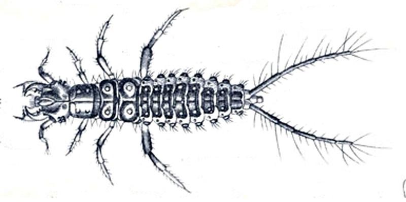 Loricera pilicornis larva