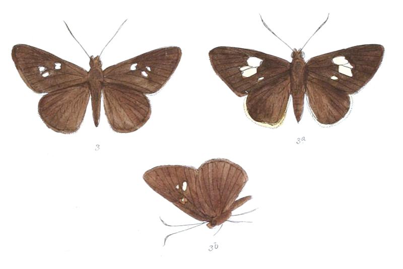 LotongusCalathus 807 3 Fitch
