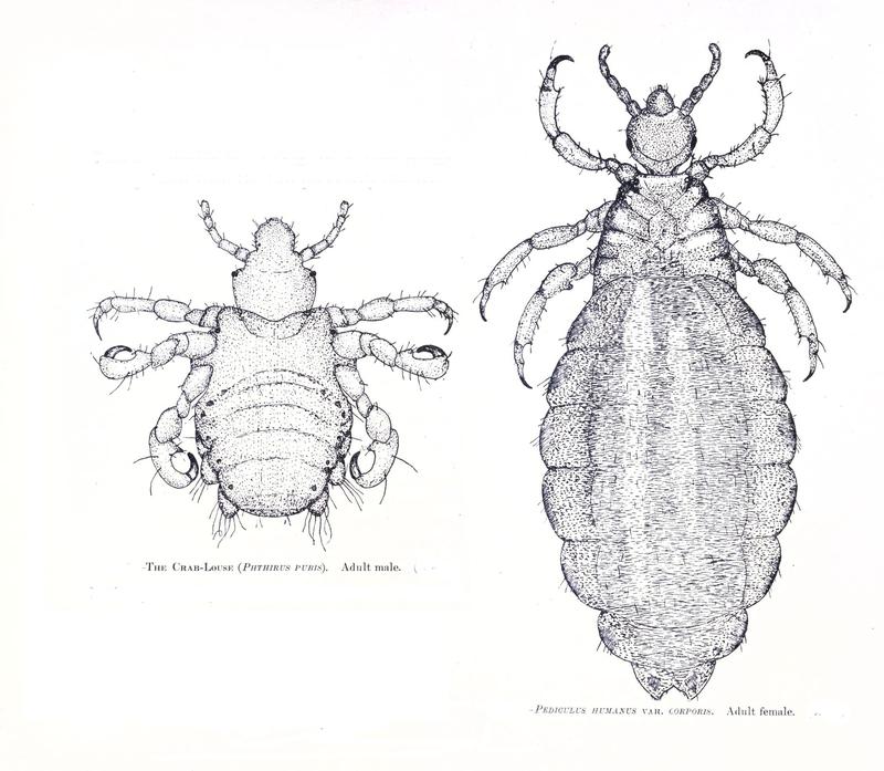 Louse species