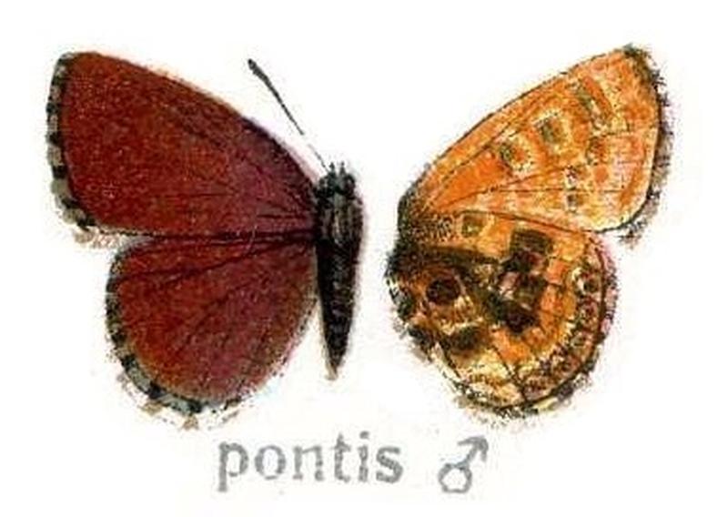 pontis