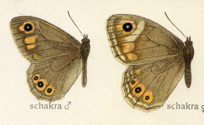 Lasiommata schakra Satyrinae