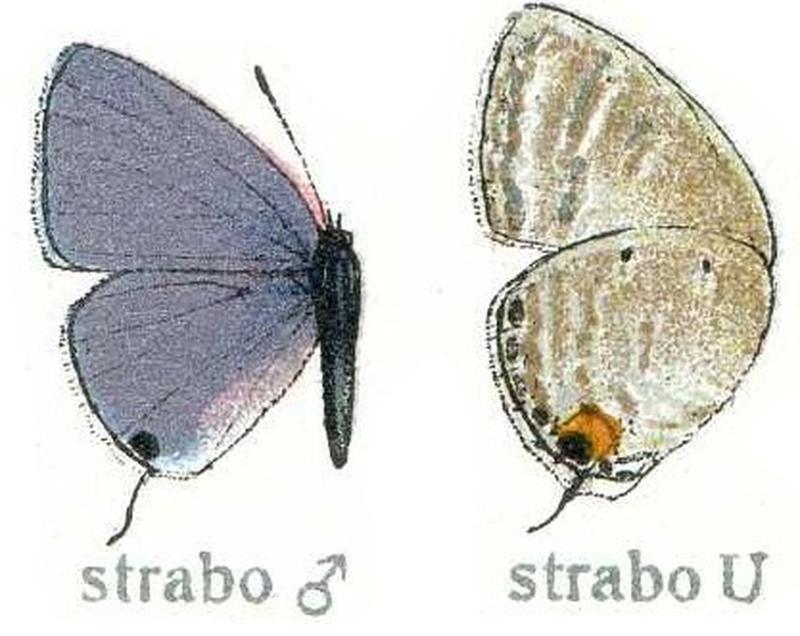 C strabo