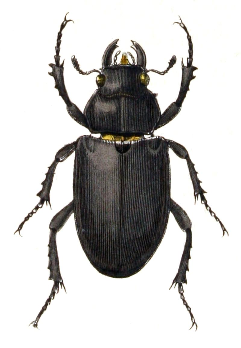 Lucanus.cervus.female.-.calwer.22.21