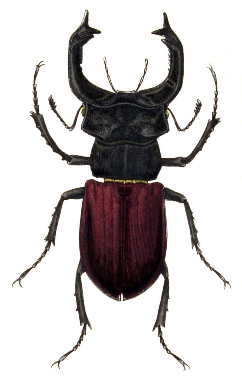 Lucanus.cervus.male.-.calwer.22.20-2