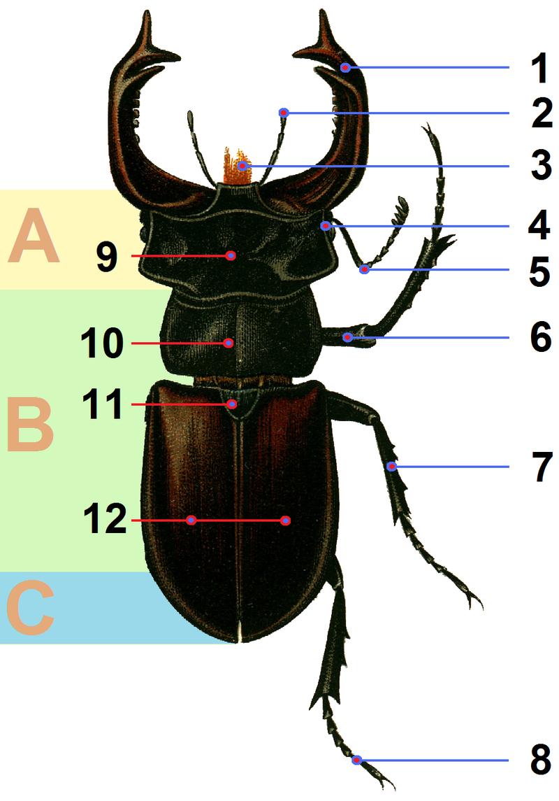 Lucanus.cervus.male tagged