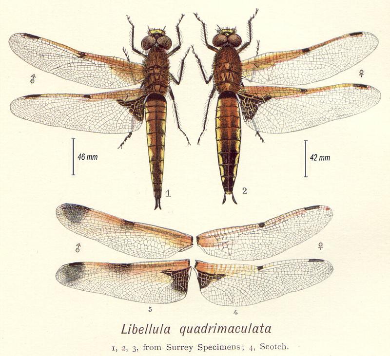 Lucas-libellulaquadrimaculata