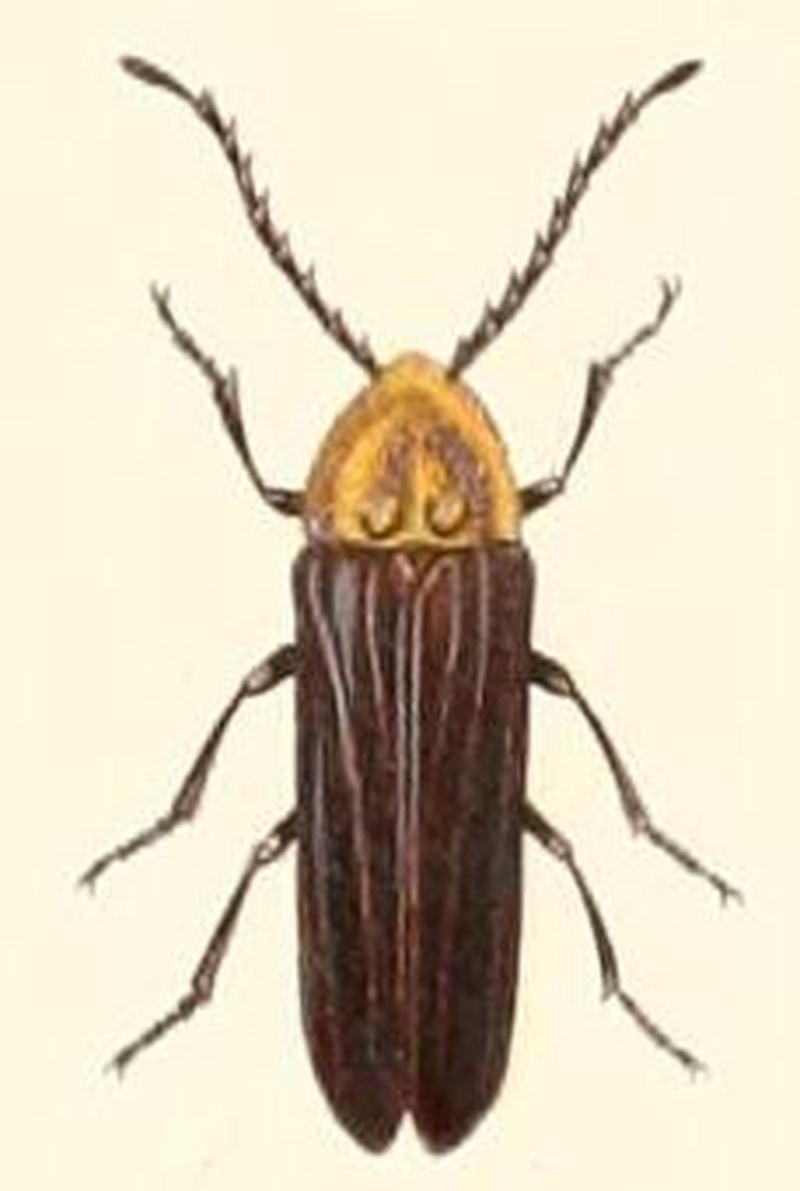 Lucidota elongata