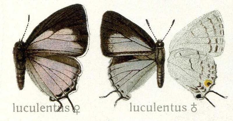 Iolaus luculentus Lycaenidae