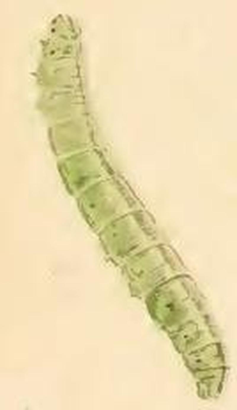 Luquetia lobella larva