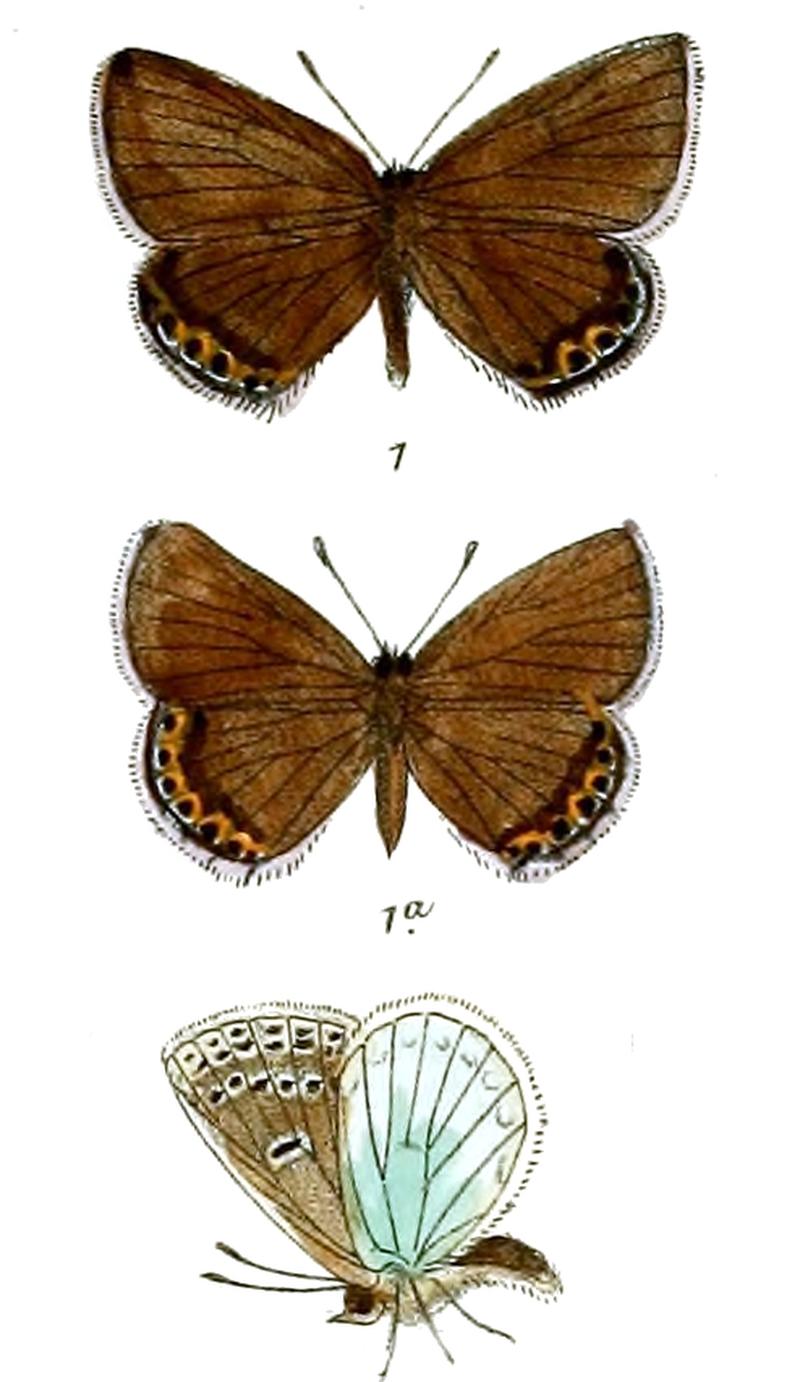 LycaenaFelicis 641