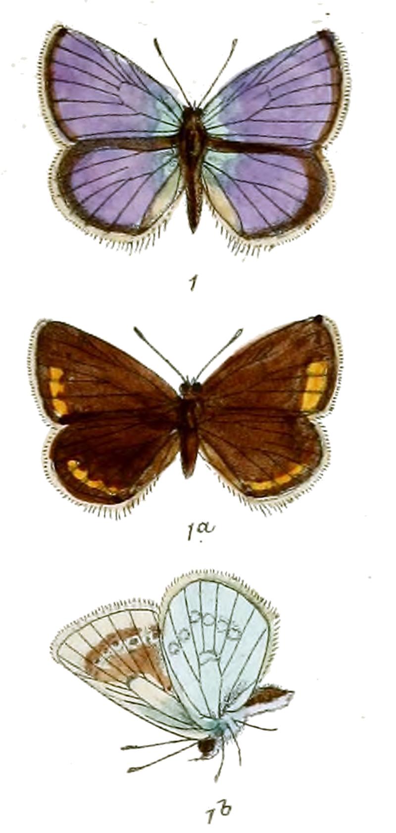 Lycaena galathea